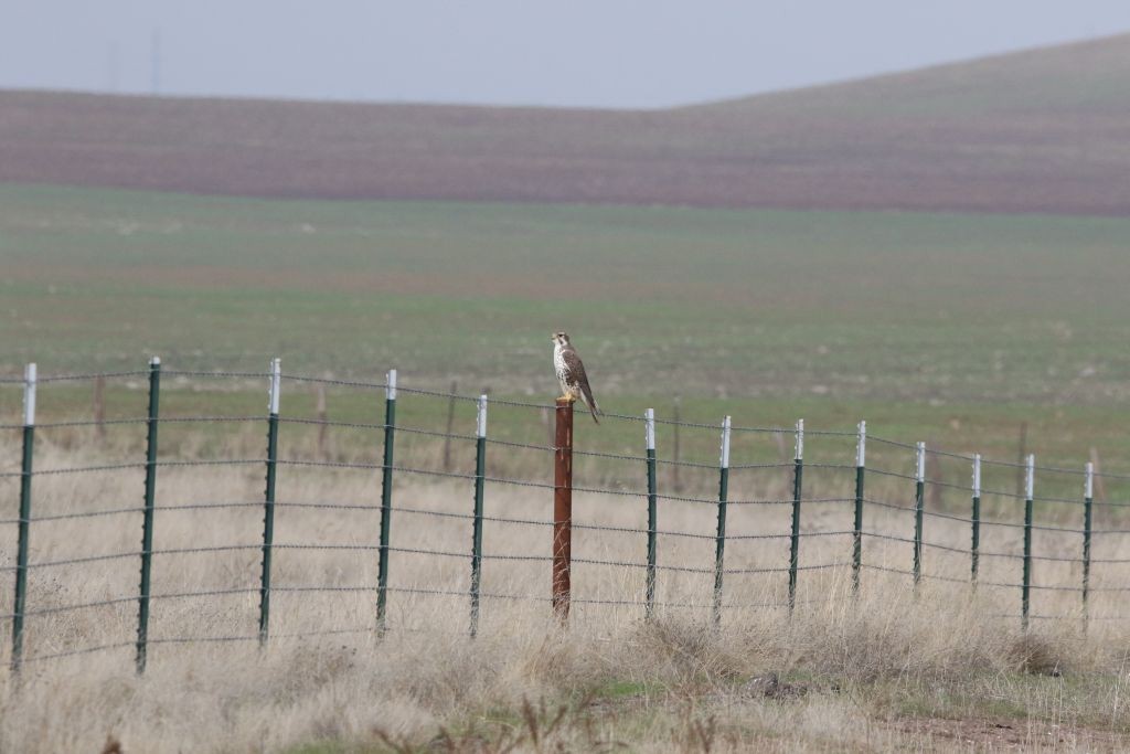 Prairie Falcon - ML77035571