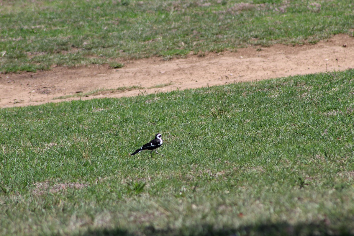 Magpie-lark - Leonie Beaulieu