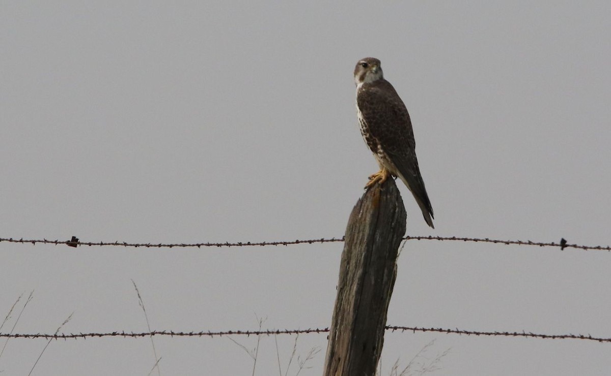 Prairie Falcon - ML77035631