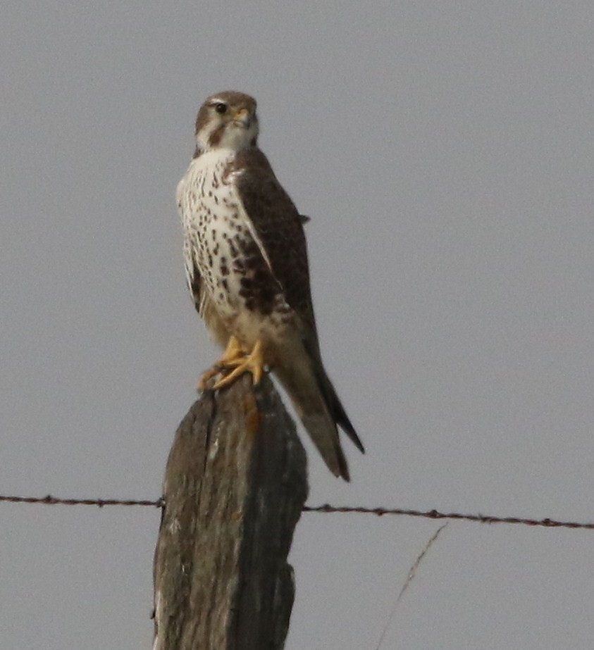 Prairie Falcon - Breck Breckenridge