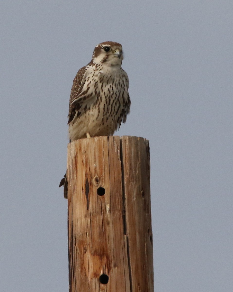 Prairie Falcon - ML77035711