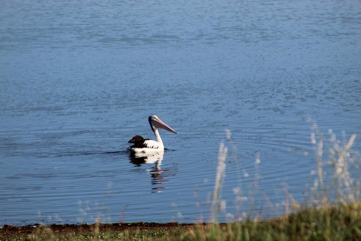 Australian Pelican - ML77035961