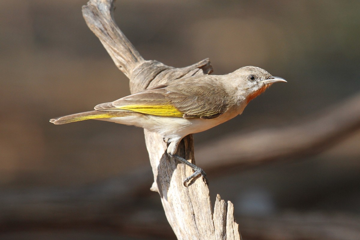 Rufous-throated Honeyeater - ML77036381