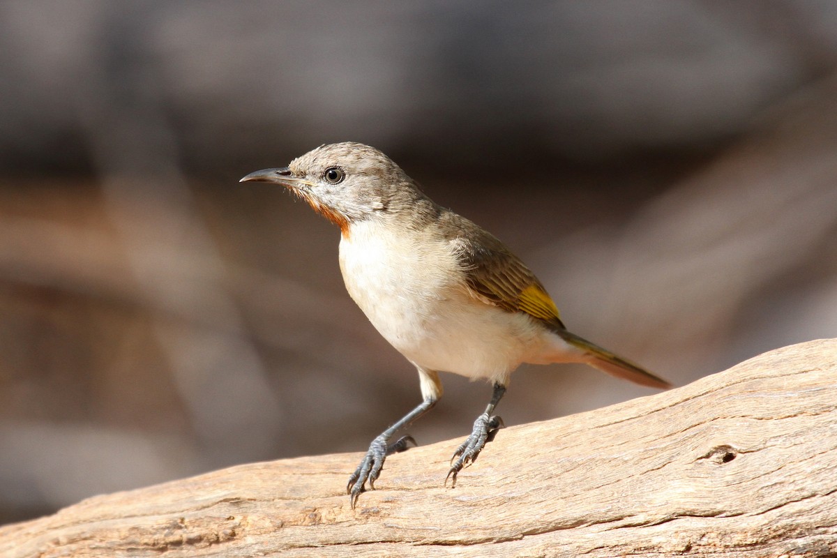 Rufous-throated Honeyeater - ML77036391