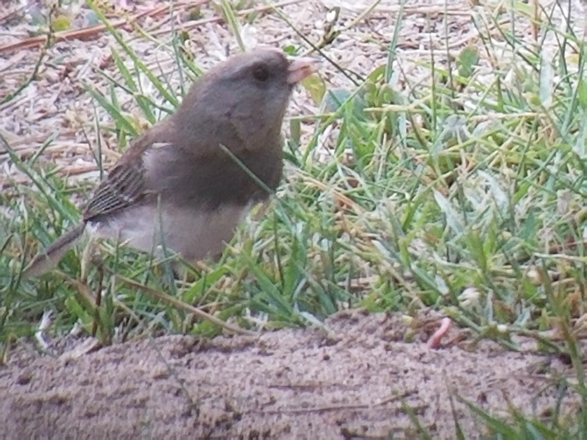 Dark-eyed Junco (Slate-colored) - ML77036821