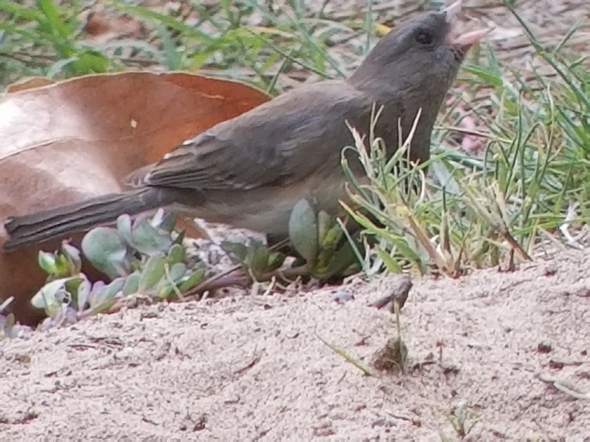 Dark-eyed Junco (Slate-colored) - ML77036871