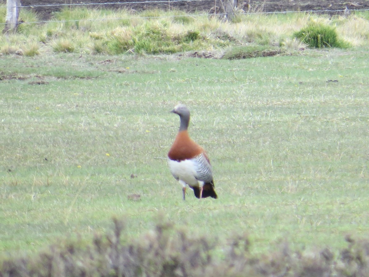 Ashy-headed Goose - ML77036971