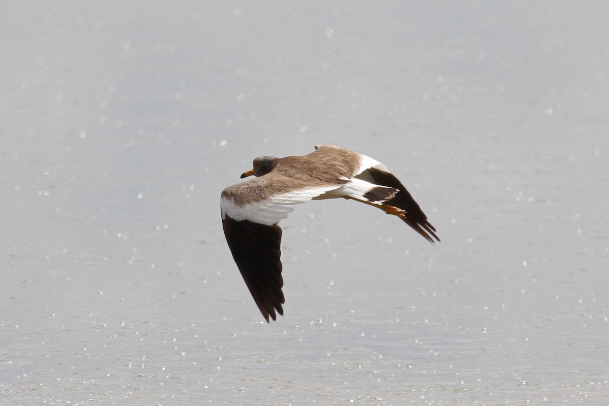 Gray-headed Lapwing - Margot Oorebeek