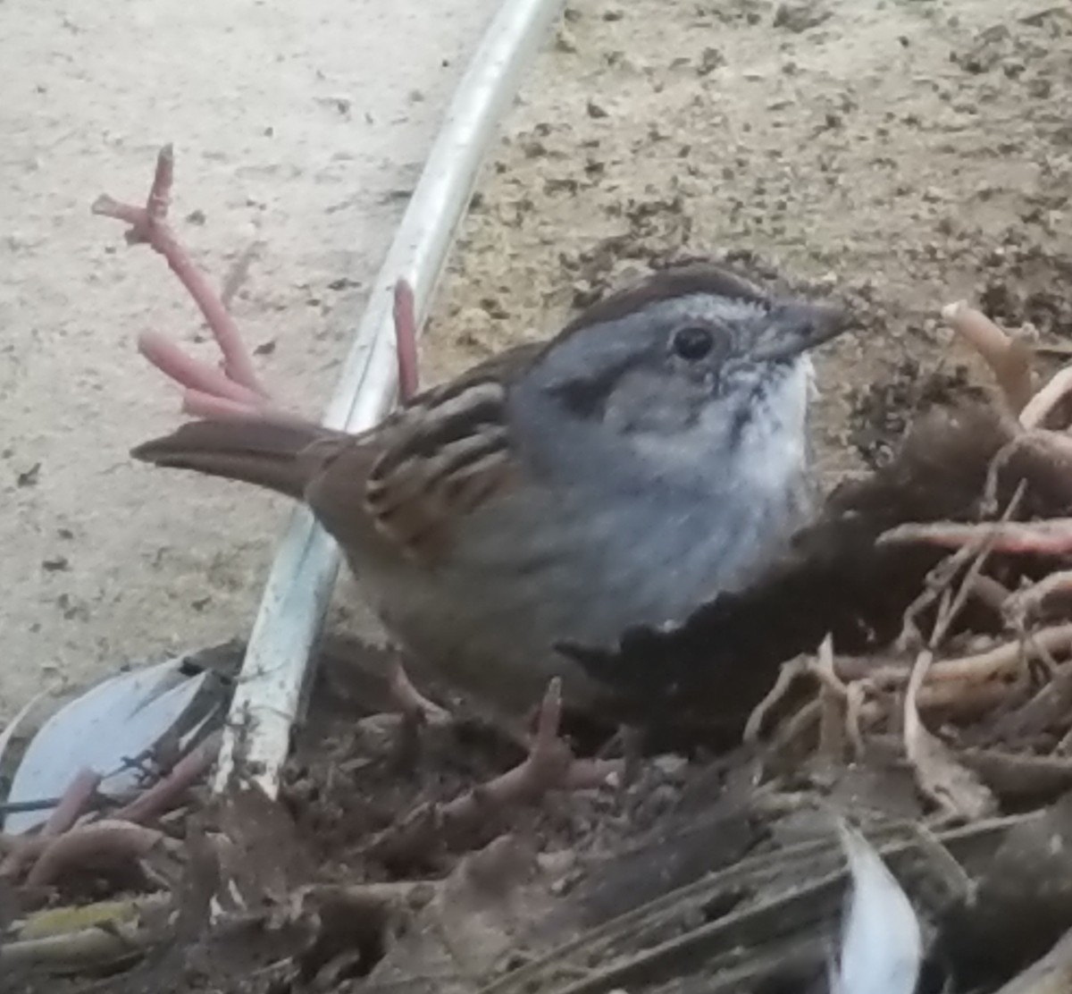 Swamp Sparrow - ML77038851