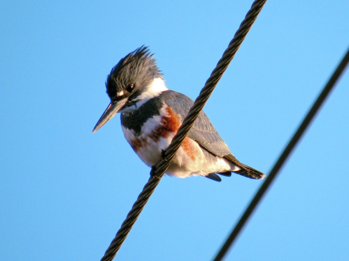 Belted Kingfisher - ML77040591