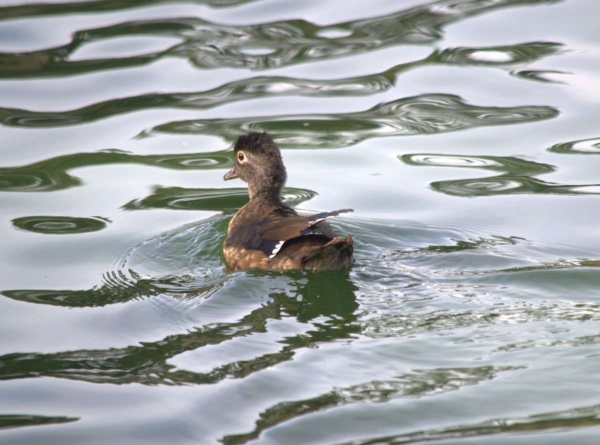 Wood Duck - Mark Brown