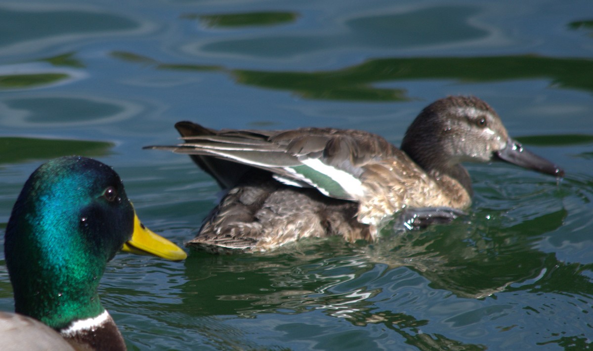 Garganey - Mark Brown