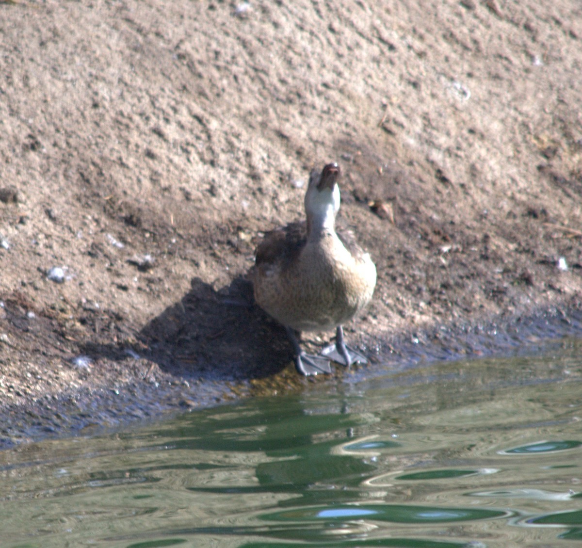 Garganey - ML77042161