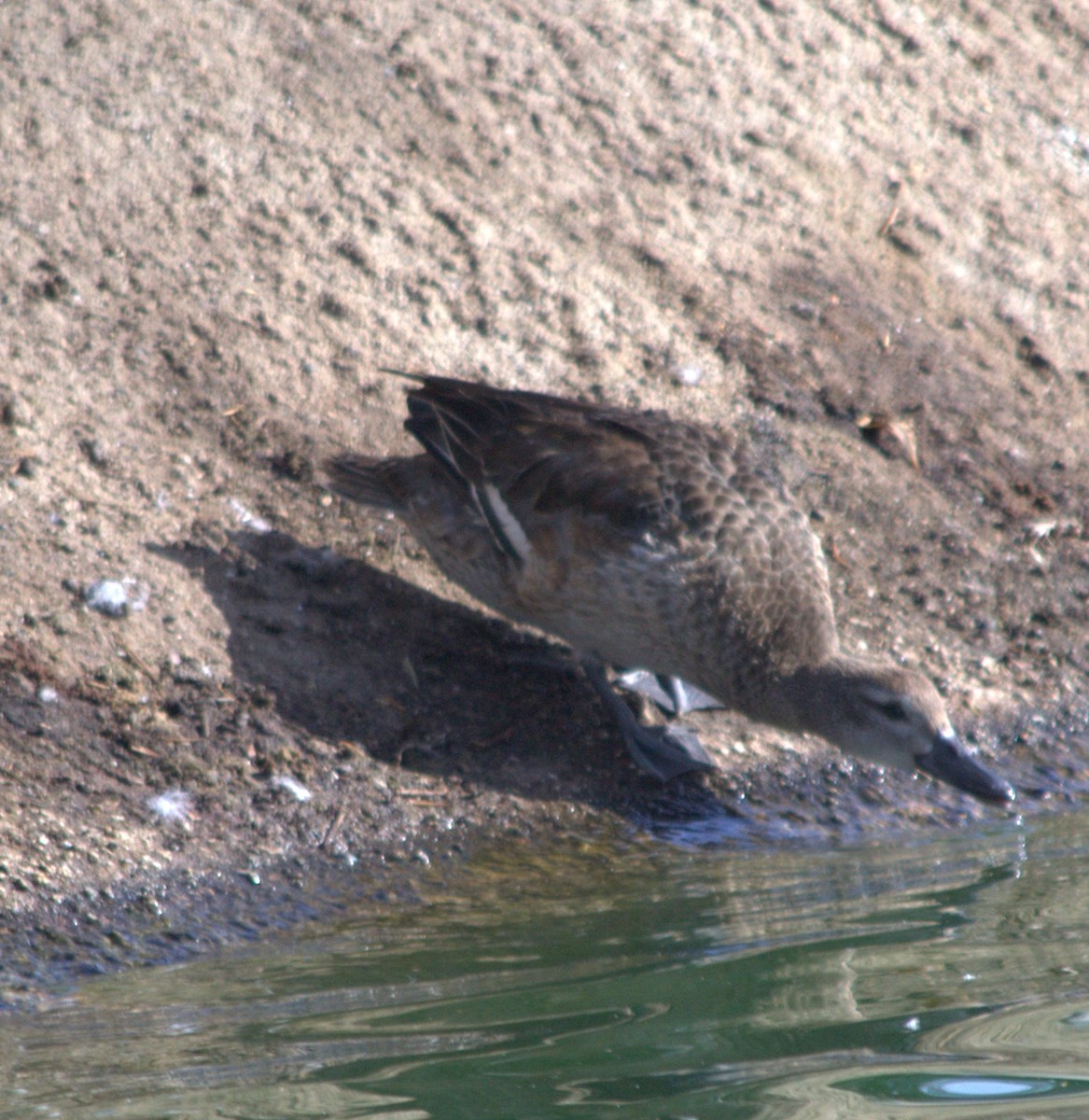 Garganey - ML77042311