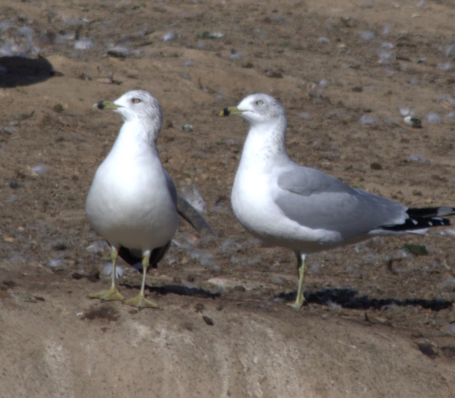 Ring-billed Gull - ML77042461