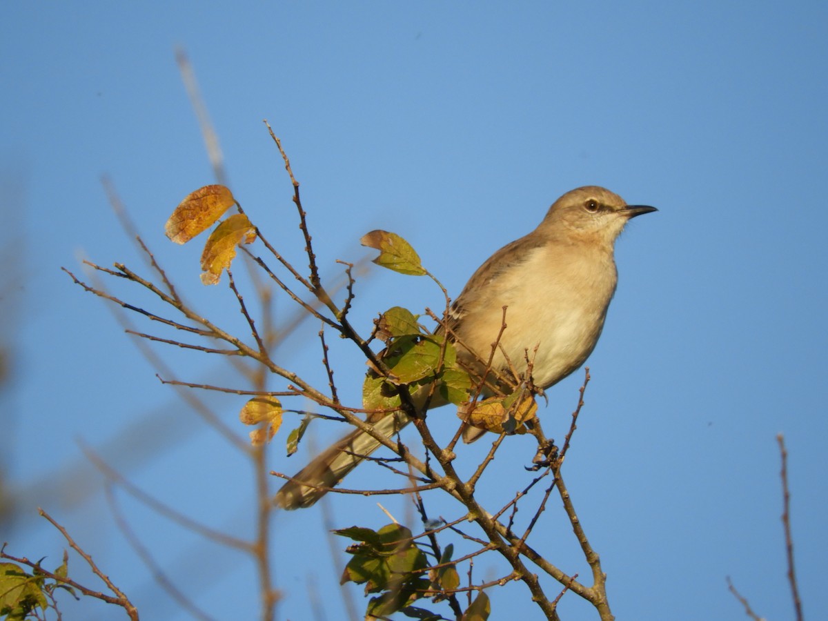 Northern Mockingbird - ML77046511