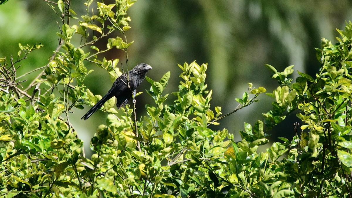 Smooth-billed Ani - ML77048181