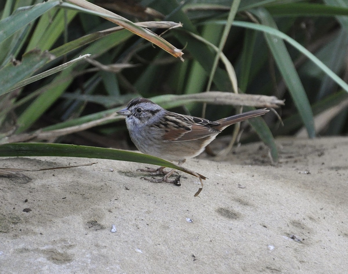 Swamp Sparrow - brendan galvin