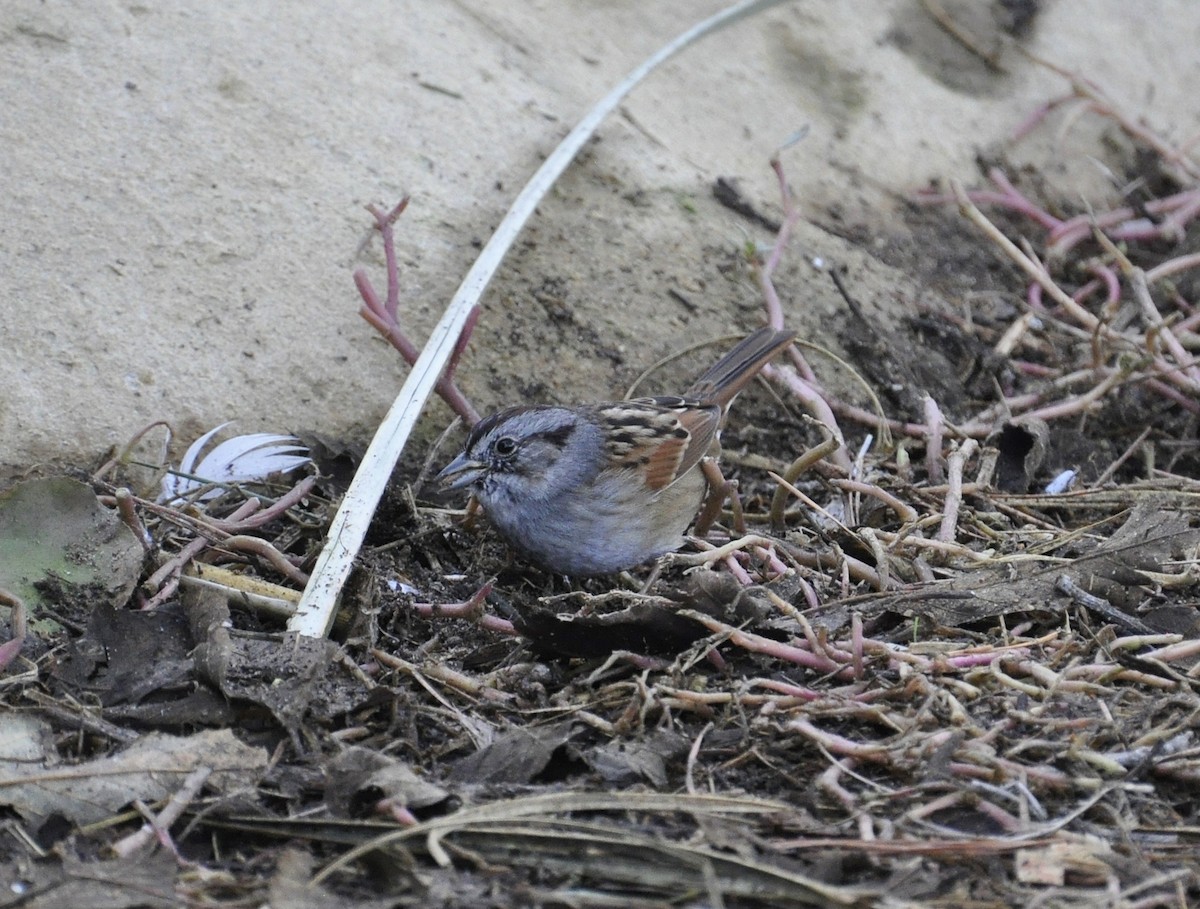 Swamp Sparrow - ML77048591