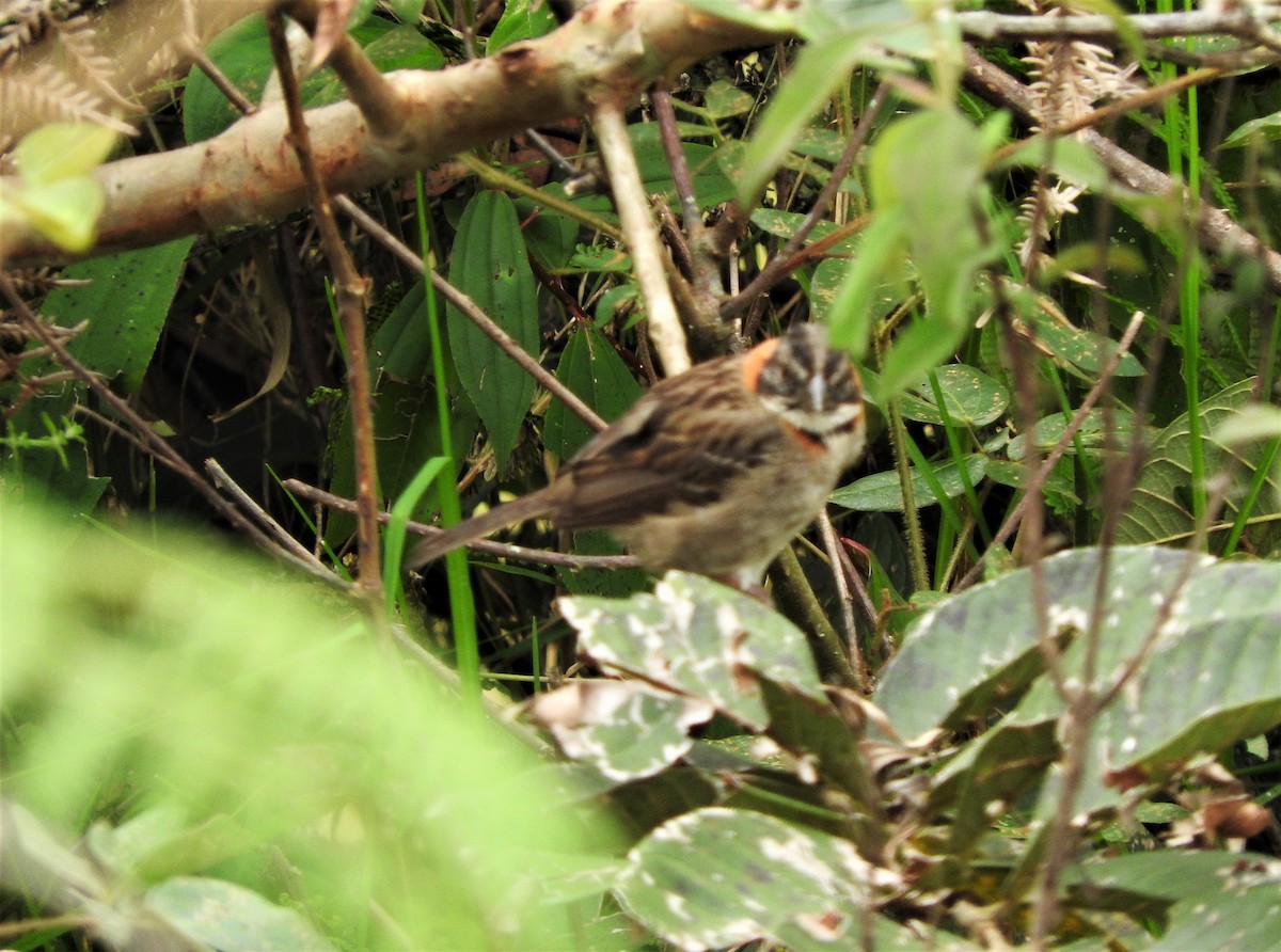 Rufous-collared Sparrow - ML77049491