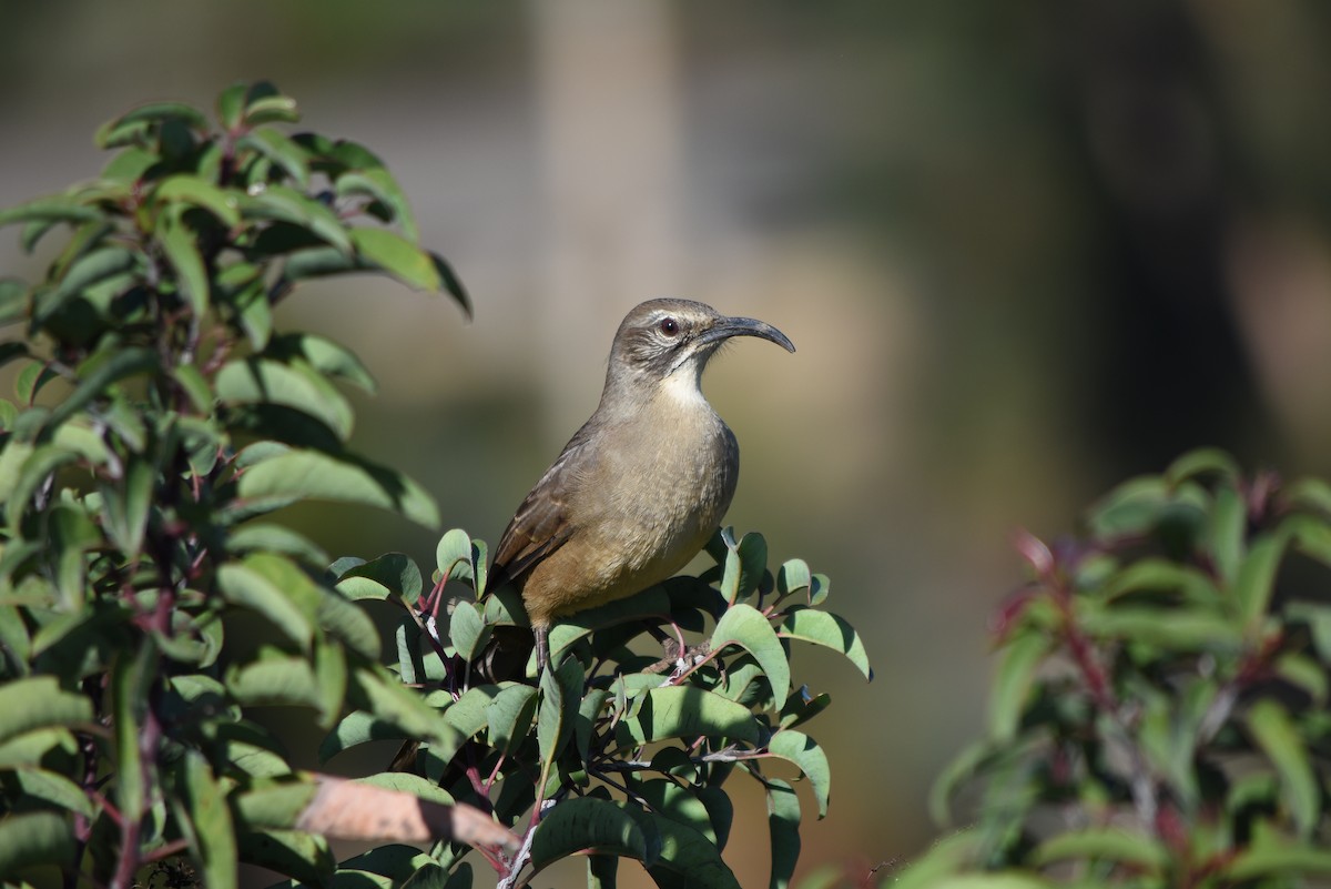 California Thrasher - Drew Beamer