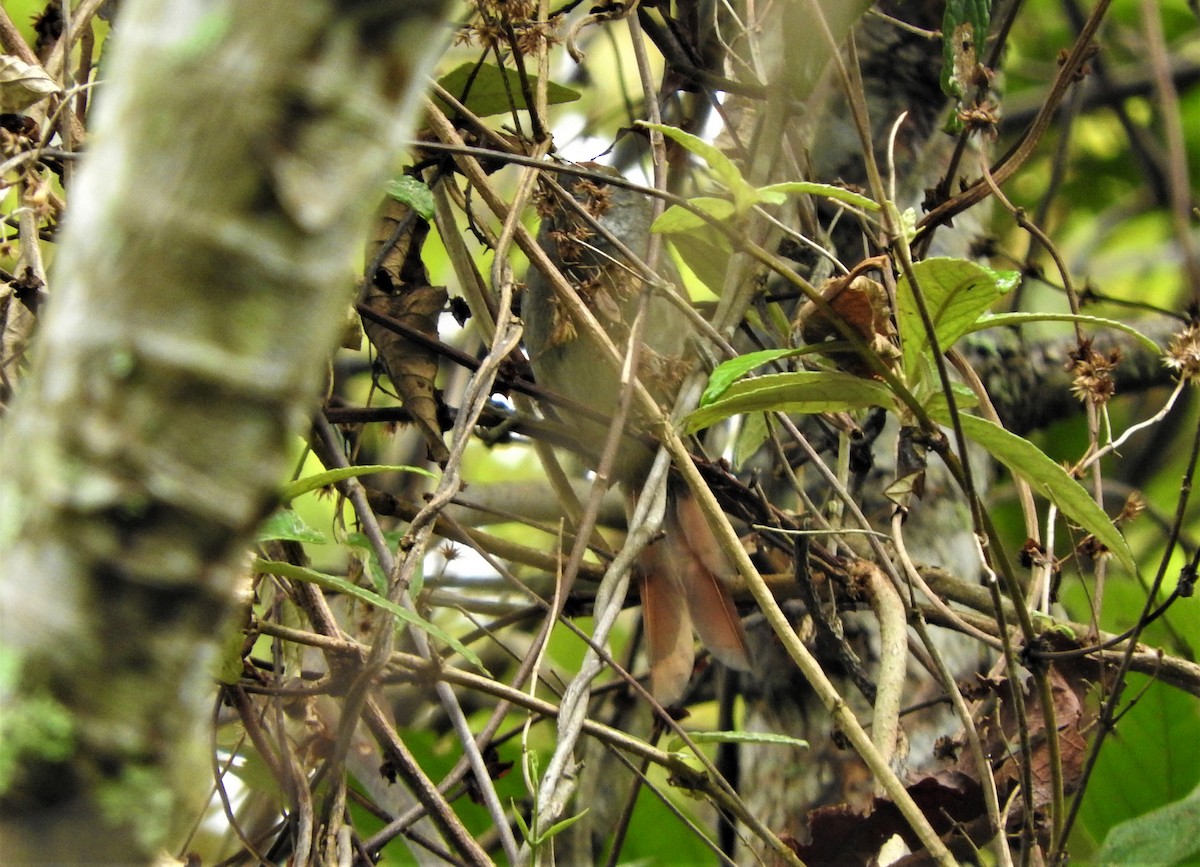 Azara's Spinetail - ML77050001