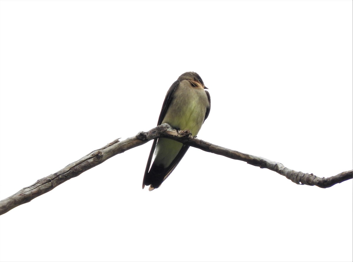 Southern Rough-winged Swallow - ML77050331
