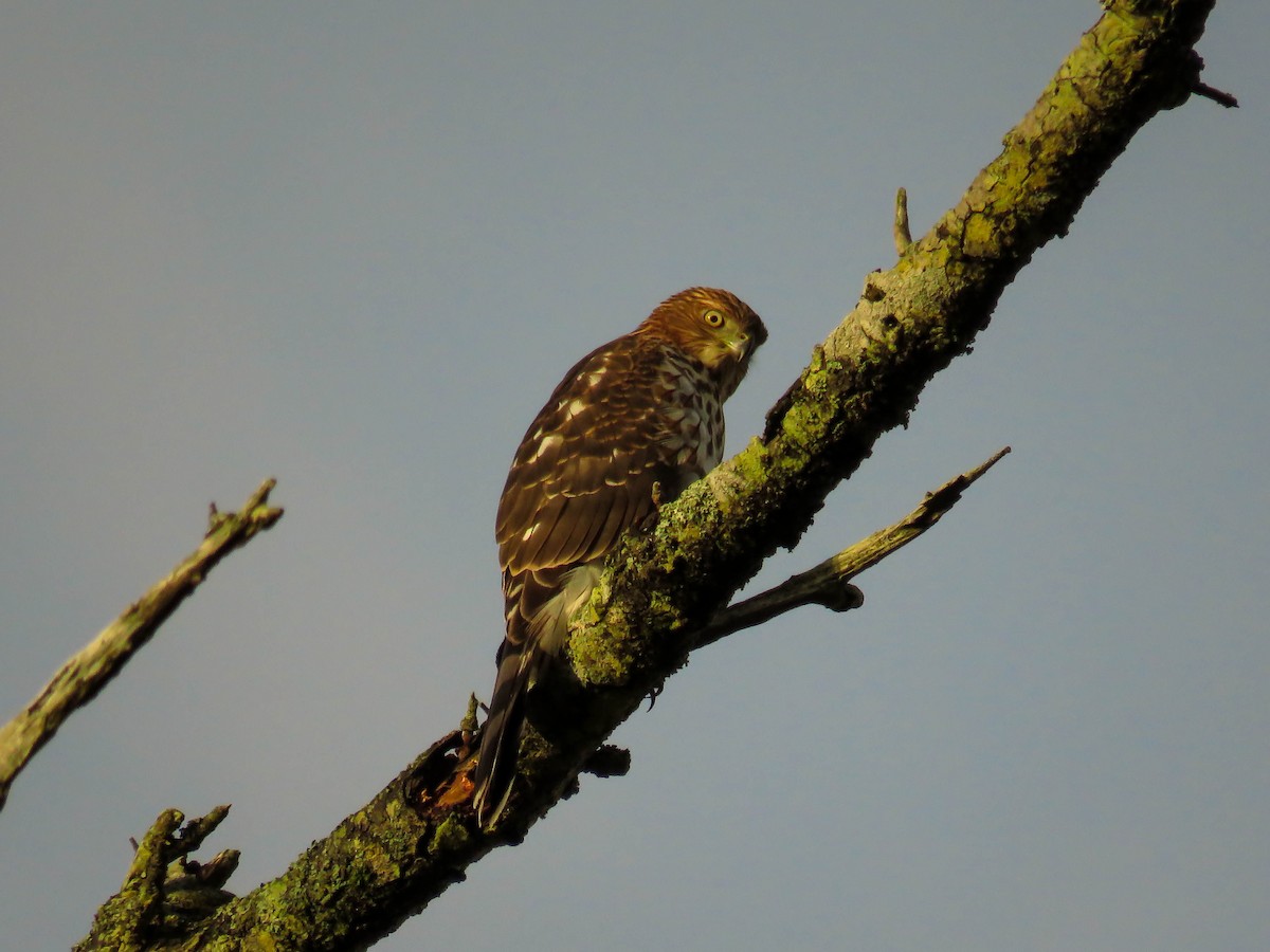 Cooper's Hawk - Blair Dudeck