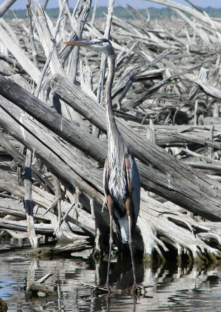 Great Blue Heron - Jonathan Vargas