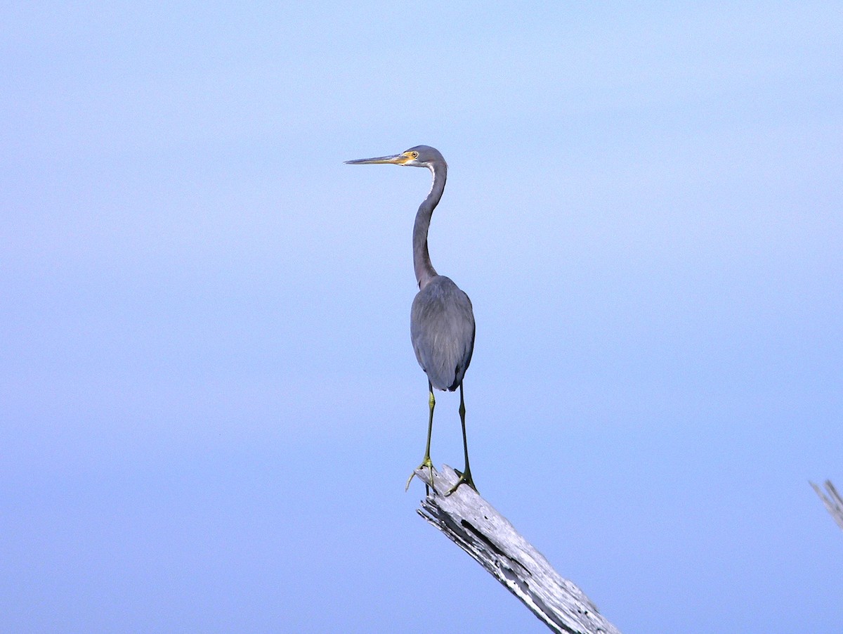 Tricolored Heron - ML77051841