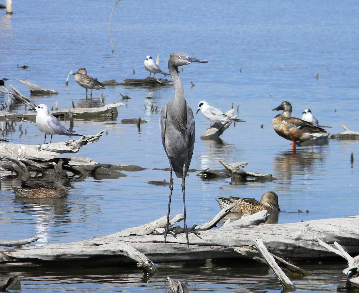 Reddish Egret - Jonathan Vargas