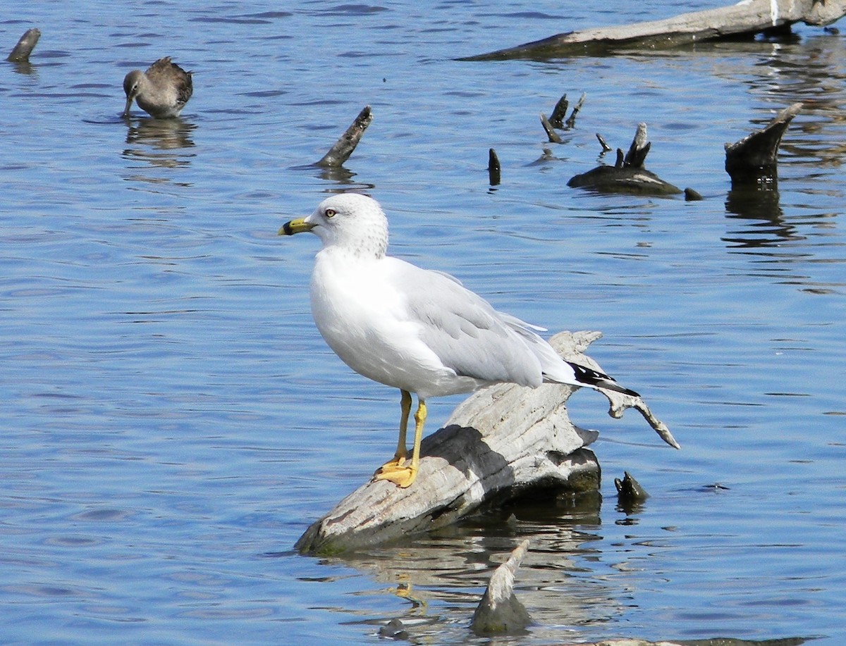 Ring-billed Gull - ML77051981