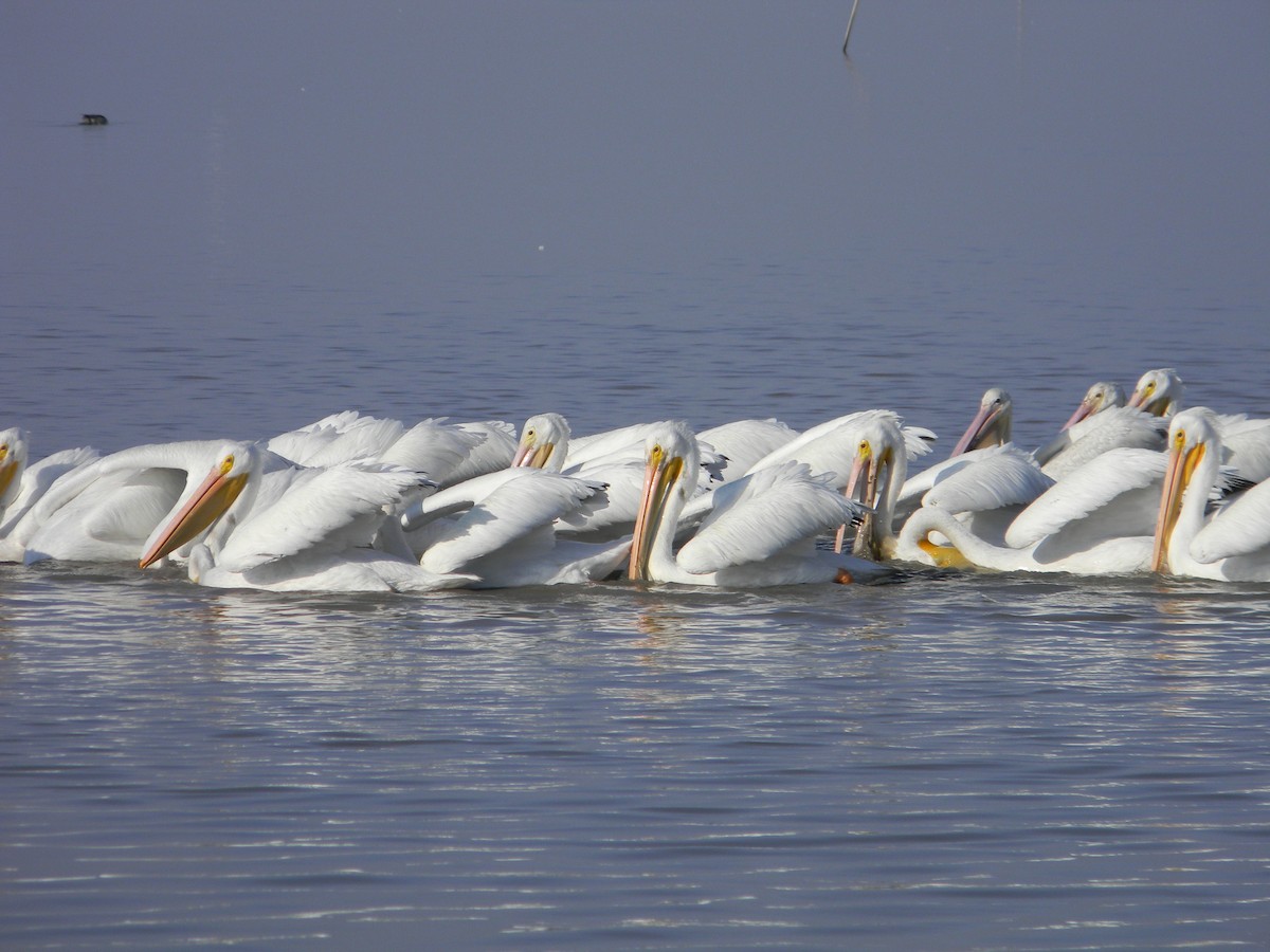 American White Pelican - ML77052191