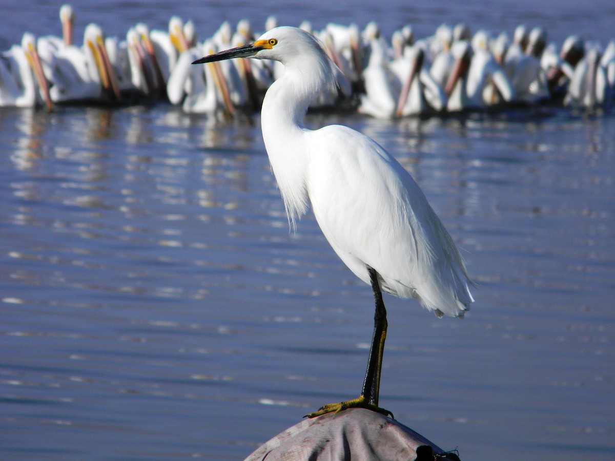 Snowy Egret - ML77052211