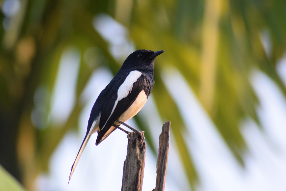 Oriental Magpie-Robin - Lathika  K K