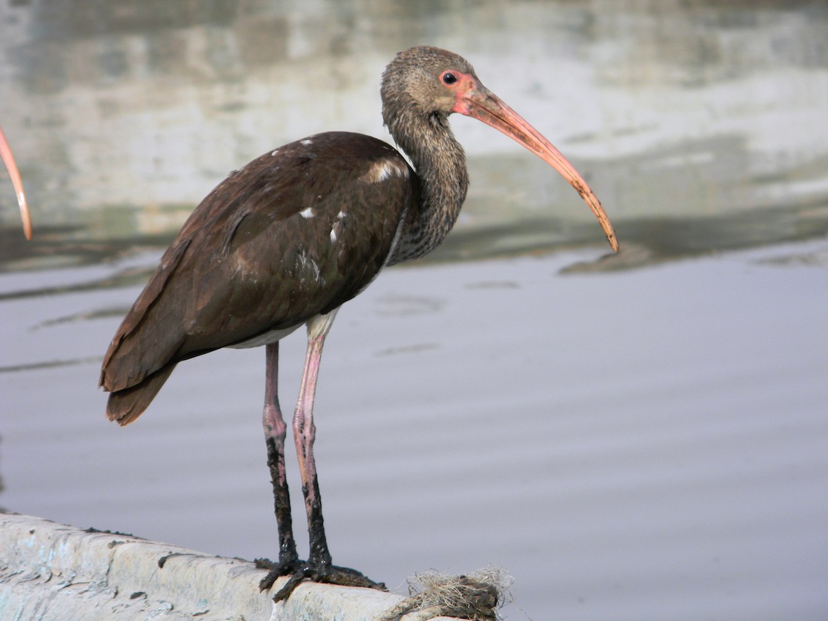 White Ibis - ML77052351