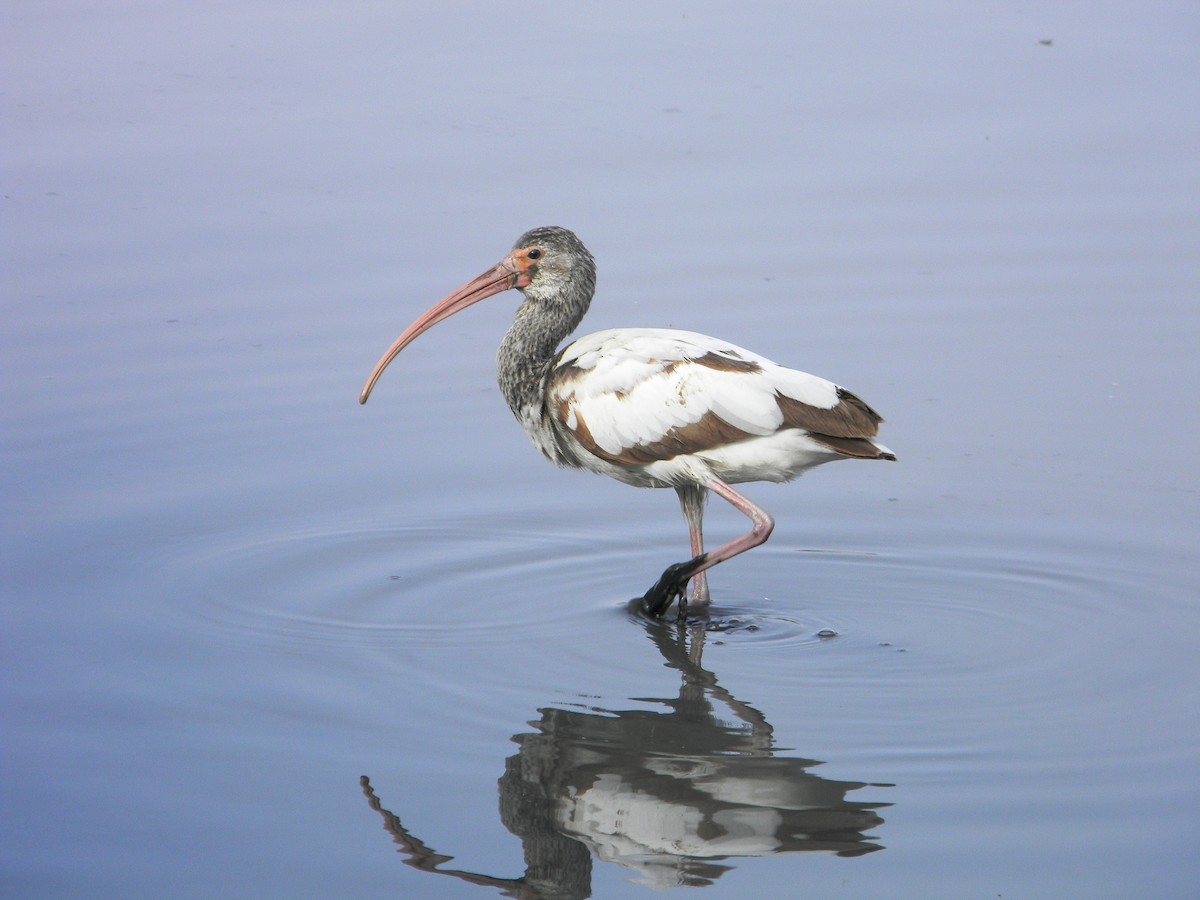 White Ibis - ML77052361