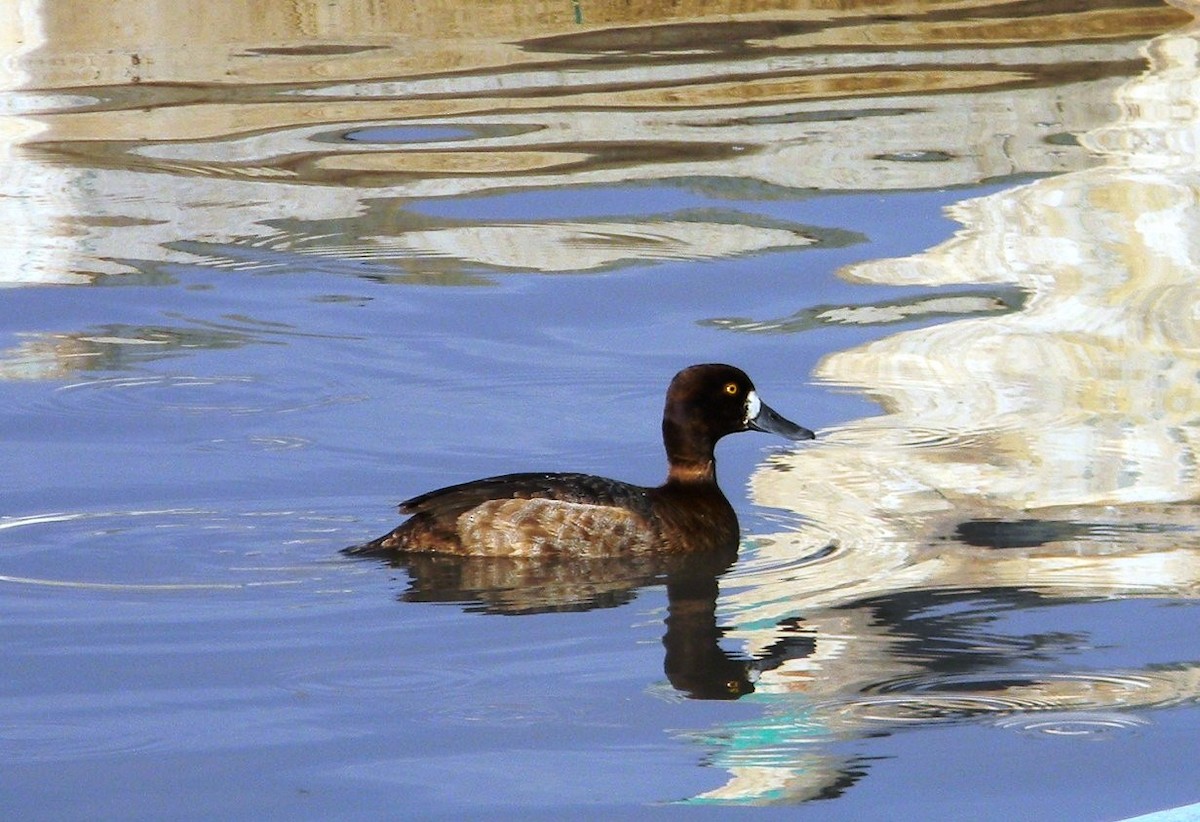 Lesser Scaup - ML77052551