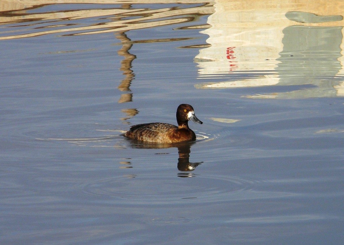 Lesser Scaup - ML77052561