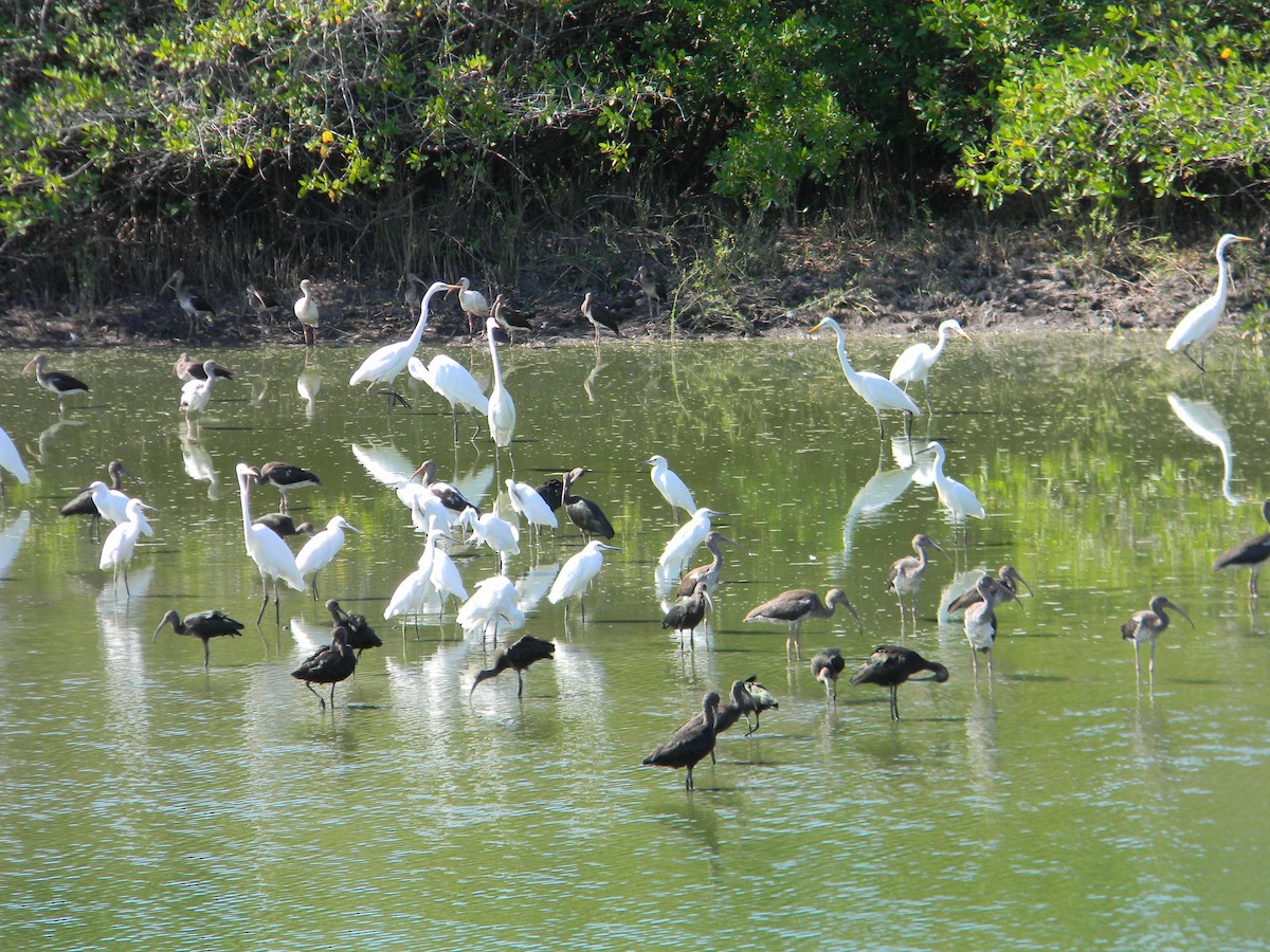 White-faced Ibis - ML77052701