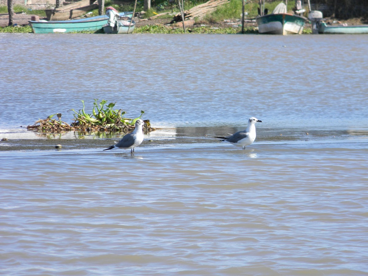 Laughing Gull - ML77052711