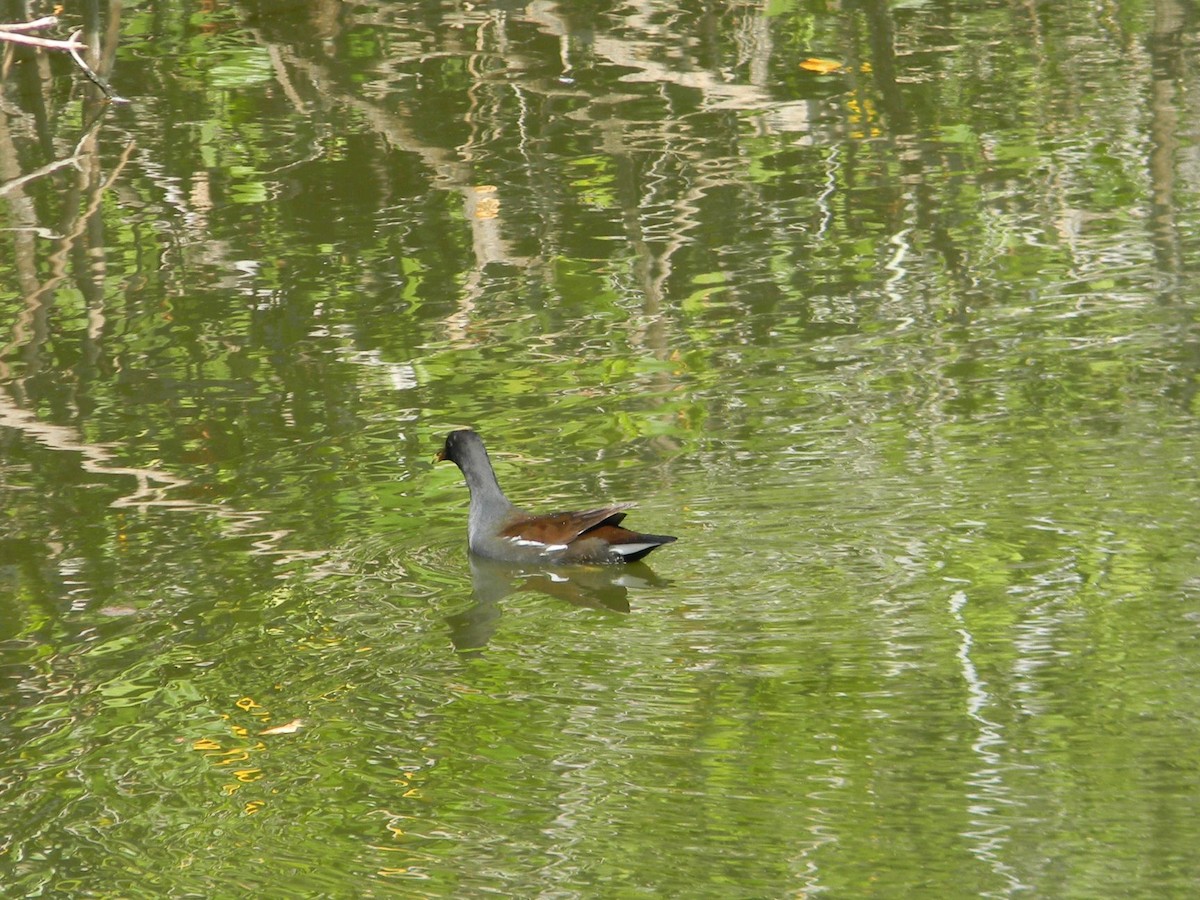 Common Gallinule - ML77052741