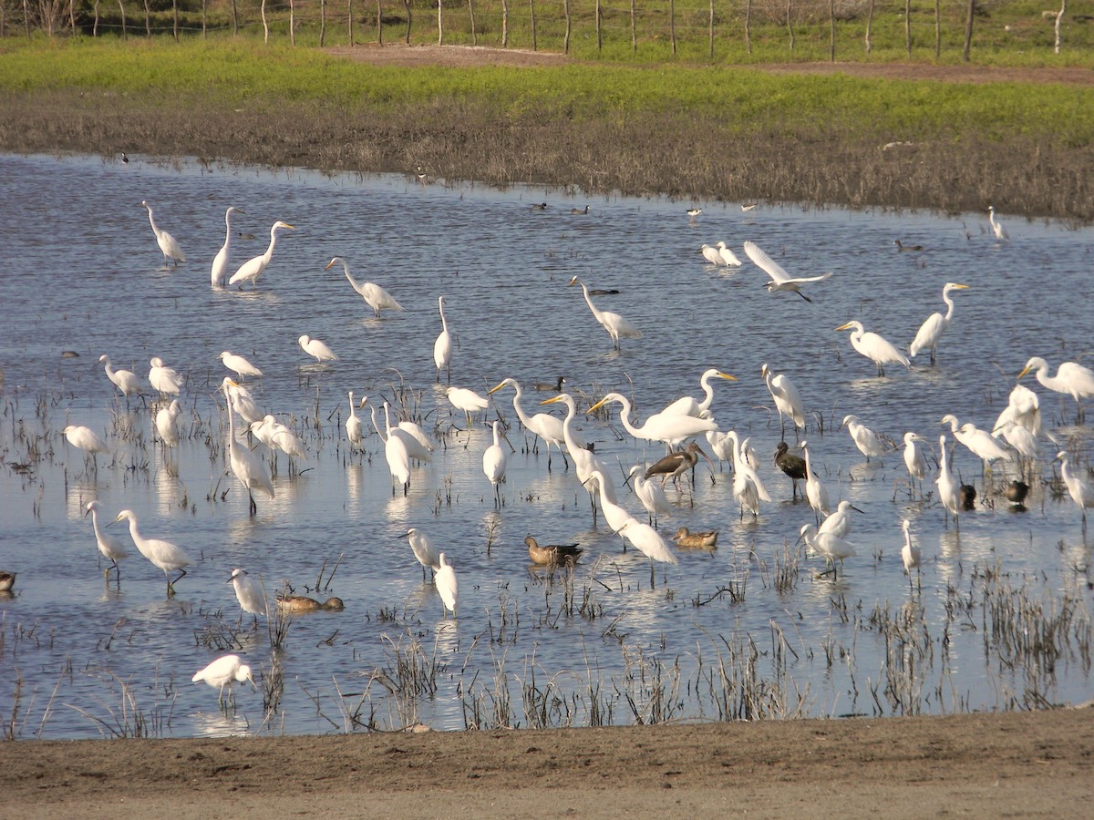 Great Egret - ML77052821