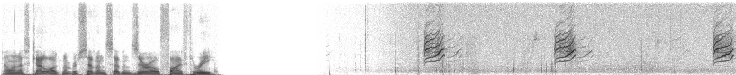 普通朱頂雀(flammea/rostrata/islandica) - ML77053
