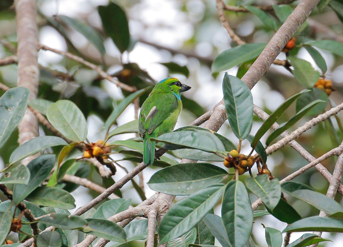 Yellow-crowned Barbet - ML77054291