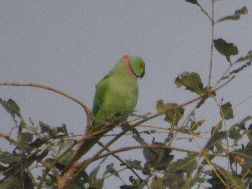 Rose-ringed Parakeet - ML77054561