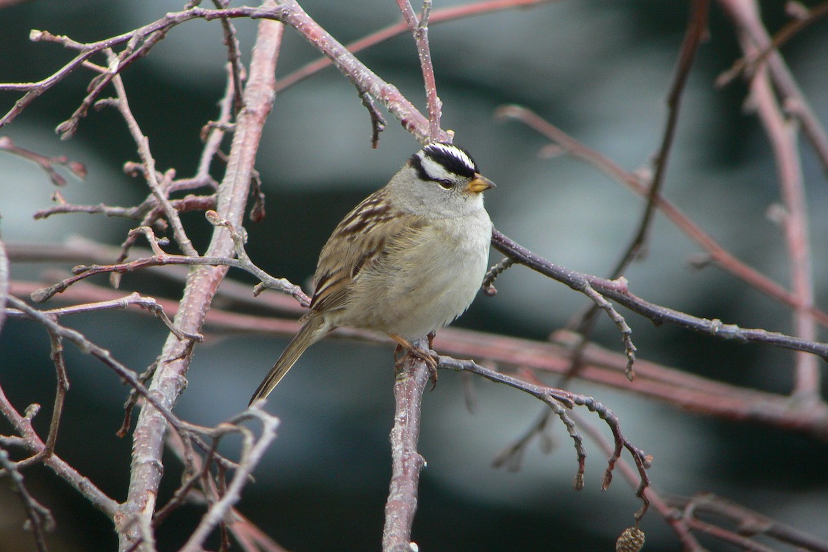 eBird Checklist - 7 Jun 2008 - Ketchikan Airport Perimeter - 1 species