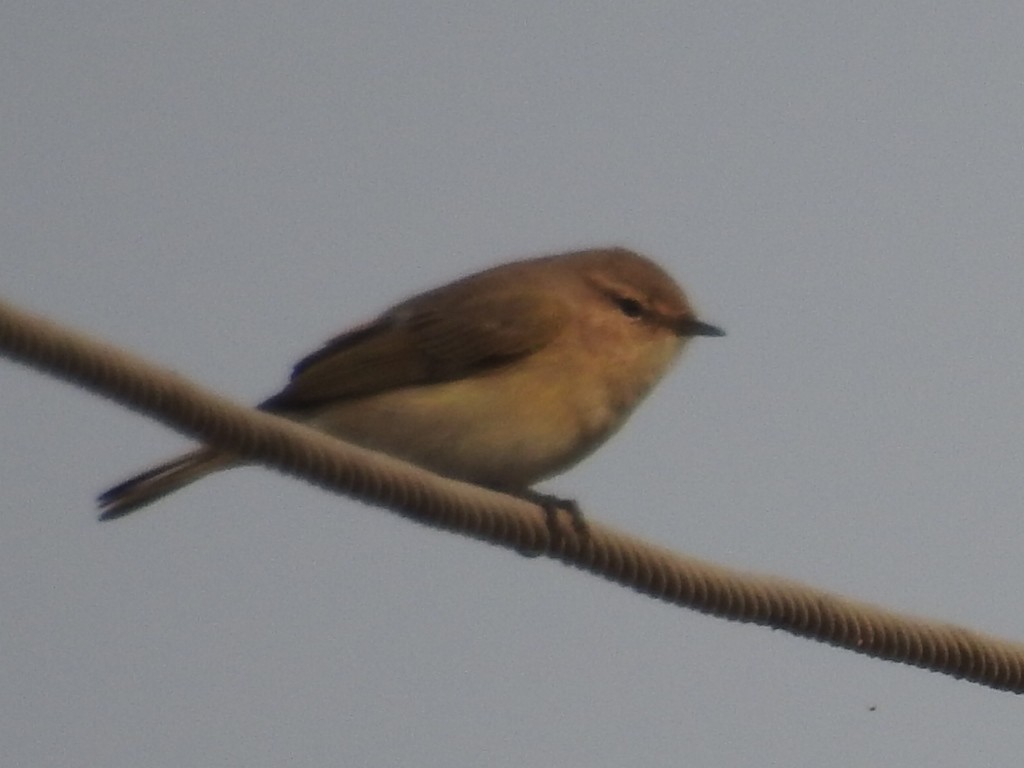 Common Chiffchaff - ML77054861