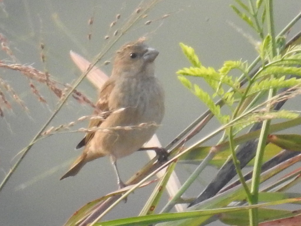 Yellow-throated Sparrow - ML77054961