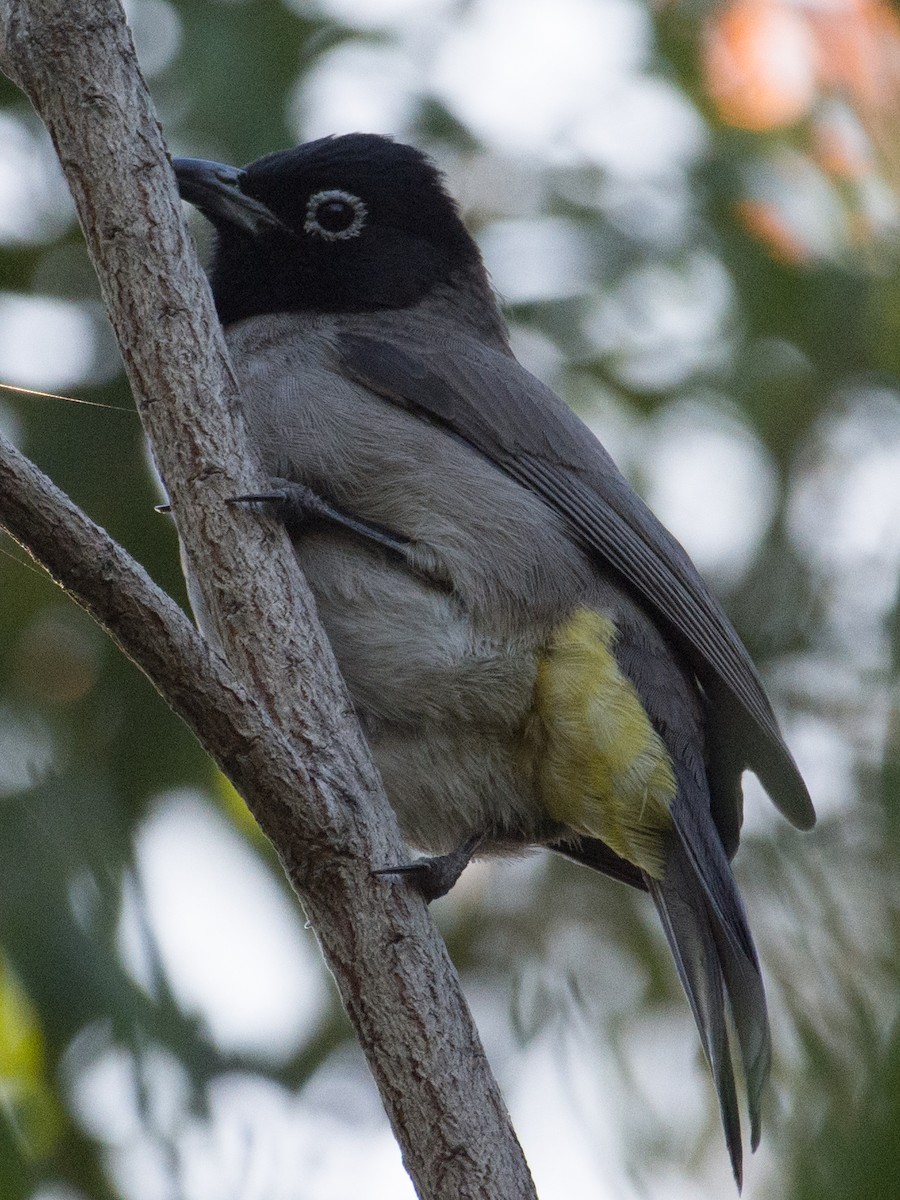 White-spectacled Bulbul - ML77056671